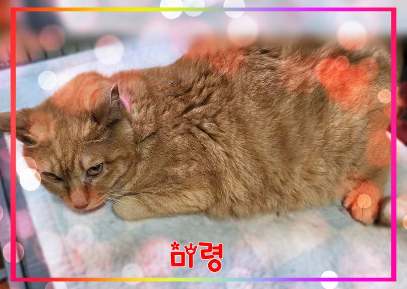 종료(자연사) 믹스…